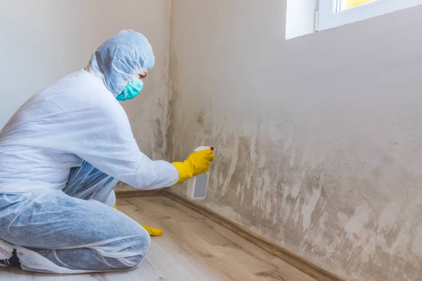 Licensed Mold Remediation service in Dover, PA - WQB Mold Removal